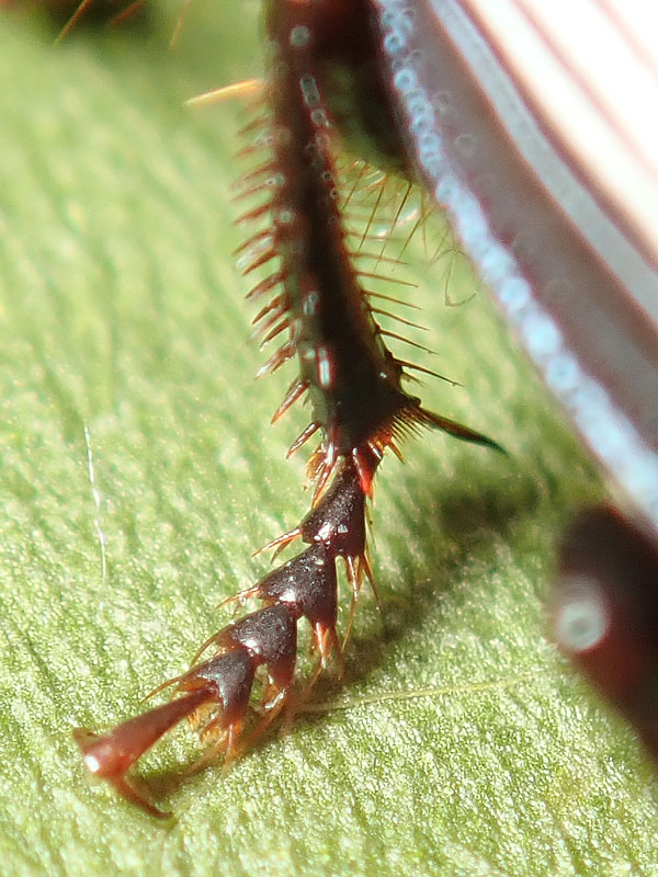 Carabidae: ancora Harpalus?  S, Harpalus dimidiatus